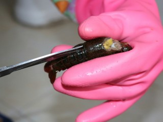 4、≈湖北油焖大虾≈,最后沿着中间剪开虾背,方便入味和食用