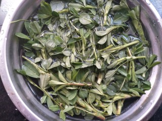 5、苜蓿米饭塔,苜蓿淡盐水浸泡洗净。