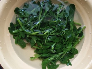 7、苜蓿米饭塔,焯水后放入冷水浸泡备用。