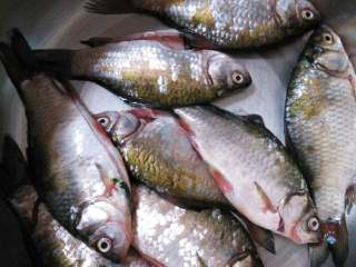 2、红枣枸杞鲫鱼汤,小鲫鱼清洗干净，放锅里