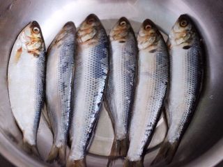 1、香煎海鲫鱼,首先把海鲫鱼放入盆里。