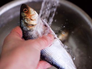 2、香煎海鲫鱼,把海鲫鱼取出内脏后，用自来水冲洗干净。