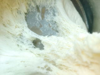 5、红枣红糖馒头,发得非常好