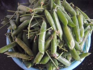 1、豌豆猪皮冻,豌豆挑选颗粒饱满的