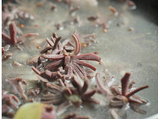 7、黑木耳拌鸭胗,放入切好的鸭胗焯水，至鸭胗熟