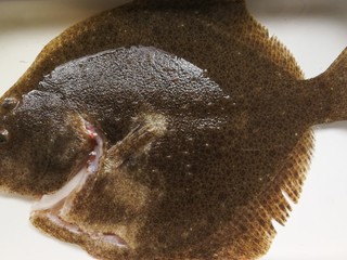 1、清蒸多宝鱼,多宝鱼让鱼贩帮忙宰杀后去肠和鱼鳃洗净，水中浸泡一会儿，去血水。