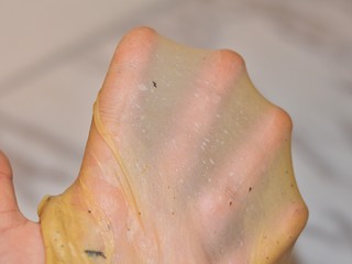 2、黑加仑红糖吐司(一次性发酵),能拉出薄膜,OK了。