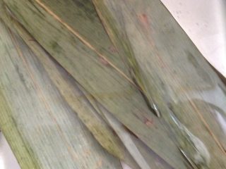 3、糯米大晶糕,粽叶清洗干净