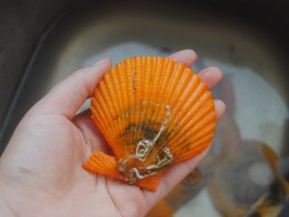1、蒜蓉扇贝,扇贝买回，用刷子清洗干净表面