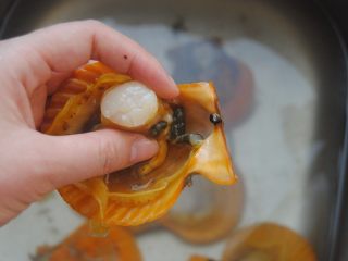 2、蒜蓉扇贝,打开扇贝后去掉黑色的泥囊