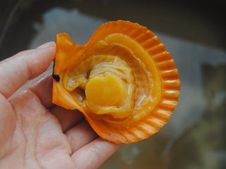 5、蒜蓉扇贝,全部去除冲洗，这样就干净了
