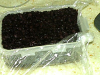 12、黑米枣糕,最后铺一层黑米饭，压实