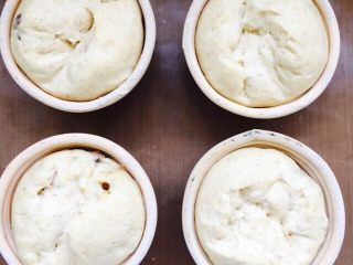 21、全麦红糖红枣欧包,二发好的面团明显涨高。反扣在烤盘上。