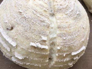 22、全麦红糖红枣欧包,用割包刀割口，割开面团也可以看到里面的网状组织噢！