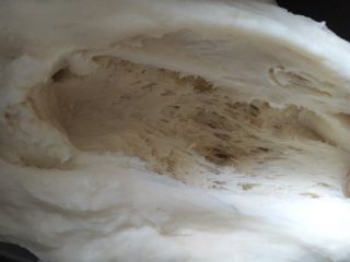 3、红枣黄豆粉吐司,拉开组织成丝状有酒味即可使用