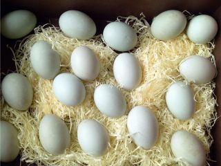 2、自制咸鸭蛋,将鸭蛋用牙刷轻轻刷洗干净,放在阳光下晾晒干水分;用阳光晒一晒,咸鸭蛋容易出油;但千万别暴晒,阳光照射时间不易过长,会坏掉;