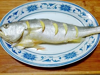 14、披红戴绿的蒜香红辣椒蒸黄鱼,腌制时间到，在鱼身上的每道切开上面塞一片姜片，肚子里面和鱼下面都放姜片