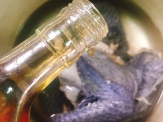 3、当归黄芪乌鸡汤,放入锅中，加入清水、黄酒