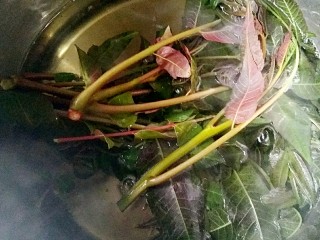 4、香椿芽炒蛋,锅中水烧开，放入香椿芽。