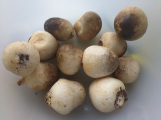 1、蚝油草菇炒芦笋,新鲜草菇虽然鲜美但是一定要当天食用，否则很容易出水变黑。不仅失去了鲜美之味还会发苦。所以要当天买当天吃比较好。