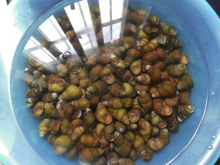 2、香辣螺蛳,洗好螺蛳放在盆子里用水养个一天