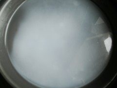 8、鲜虾肠粉,三分钟后取出放凉水中浸泡