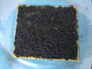 10、年轮卷卷饼干,黑芝麻馅料涂满面片。