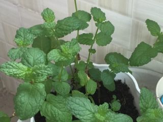 6、自制面包披萨,配合夏日的食材，自己也种上薄荷吧！