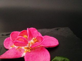 18、出水芙蓉饼干,青荷盖绿水，