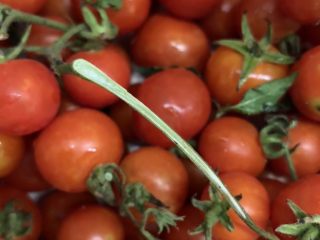 1、万能重香番茄辣酱,小番茄摘下来。