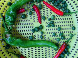 7、万能重香番茄辣酱,全部洗净备用。