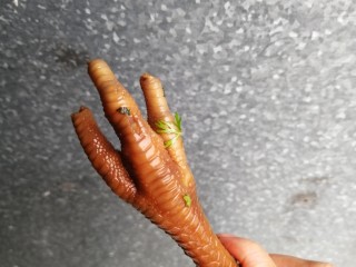 21、连骨头也不放过——秘制酸辣鸡爪,入味后的鸡脚特写。