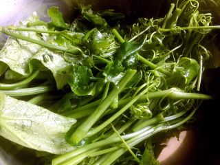 1、凉拌丝瓜尖,丝瓜尖洗净