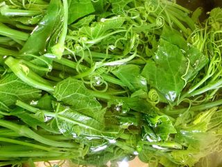 11、凉拌丝瓜尖,捞出过冷水