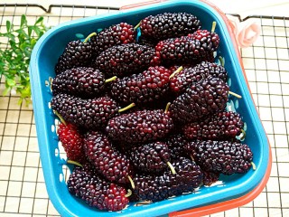 10、鱼肉沙拉,准备好一份黑桑椹