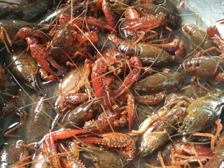 1、小龙虾新吃法~免烤箱薄饼披萨,首先要准备好一份鲜活的小龙虾，最好是清水小龙虾