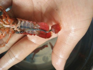 3、小龙虾新吃法~免烤箱薄饼披萨,从尾部中间那个翅左右上下拧巴一下，然后拉出它的肠