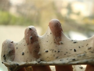 6、中种法黑芝麻吐司,两个面团程序结束，可以拉出柔韧的手套膜，超级薄。