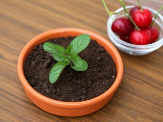 5、樱桃盆栽,9.插入1枝薄荷叶，希腊酸奶盆栽就完成了。