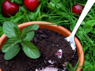 6、樱桃盆栽,11.我们再松松土吧！