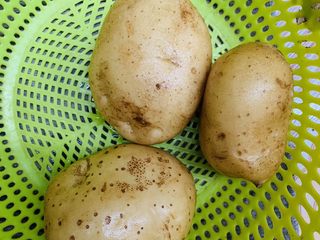 16、芝心土豆泥素菜披萨,准备土豆。