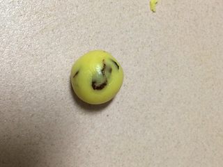 11、葡萄干奶酥,揪成小圆剂子揉光滑