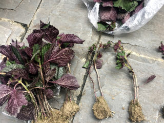 1、夏日冰饮【紫苏柠檬汁】,摘取紫苏叶子