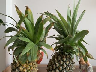 1、菠萝披萨,菠萝