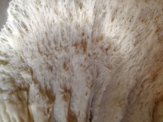 23、中式点心+钱袋白菜肉包,扒开一块儿，这样就可以了。