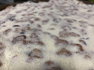 22、新晋咸口网红——海苔肉松咸蛋黄雪花酥,把面团放在烤盘上，用手压平，继续撒上肉松和糖粉