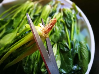 3、牡蛎菠菜,剪去根部