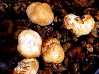 2、DIY亲子披萨,将猴头菇和榛蘑洗净后，浸泡2小时。