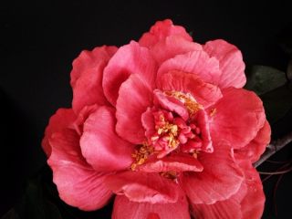 18、国色天香立体饼干,依次摆放好最后放入花蕊，花蕊涂抹少许蜂蜜撒点干桂花做点缀即可。