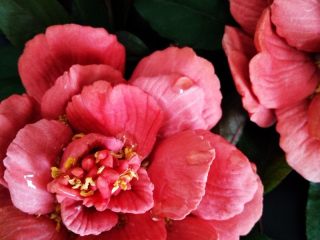 22、国色天香立体饼干,唯有牡丹真国色，